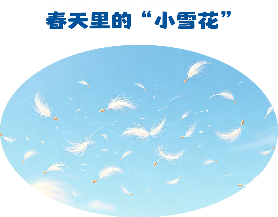 第492集 春天里的“小雪花”