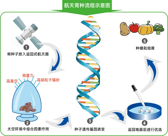 航天育种,航天育种流程示意图,航天育种安全吗