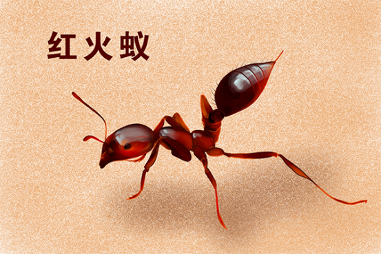 红火蚁,全球公认的百种最具危险的入侵物种,红火蚁的危害 红火蚁,全球公认的百种最具危险的入侵物种,红火蚁的危害
