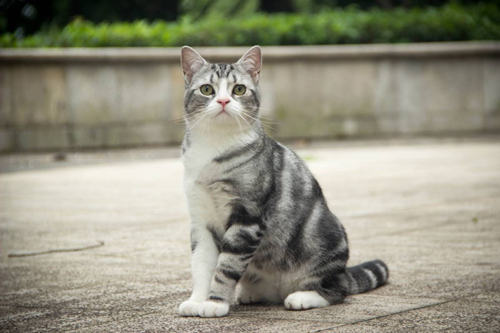 猫,养猫,宠物